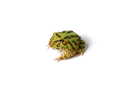 Pac-man Frog