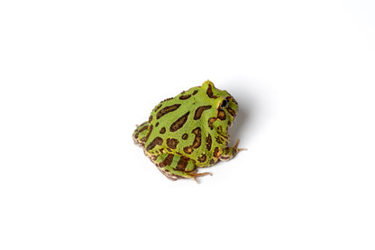 Pac-man Frog
