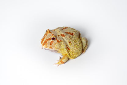 Pac-man Frog