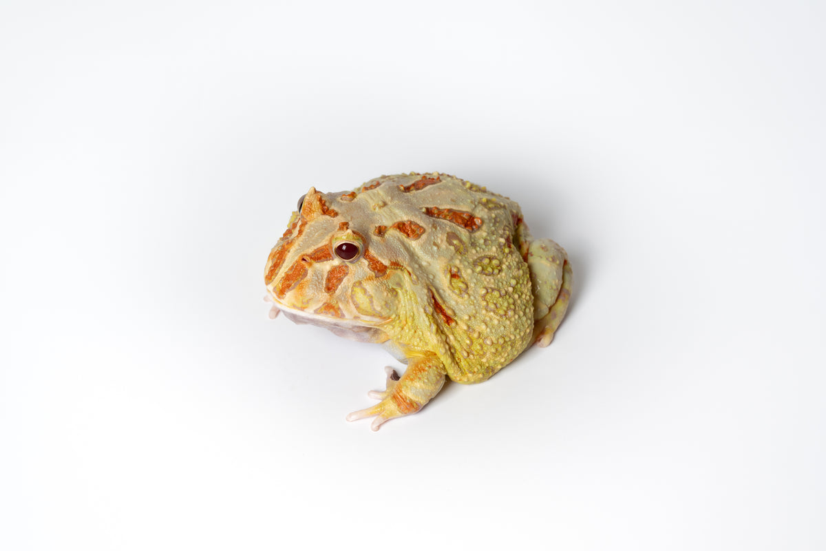 Pac-man Frog