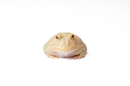 Pac-man Frog