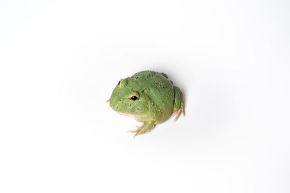 Pac-man Frog