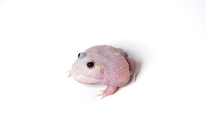 Pac-man Frog