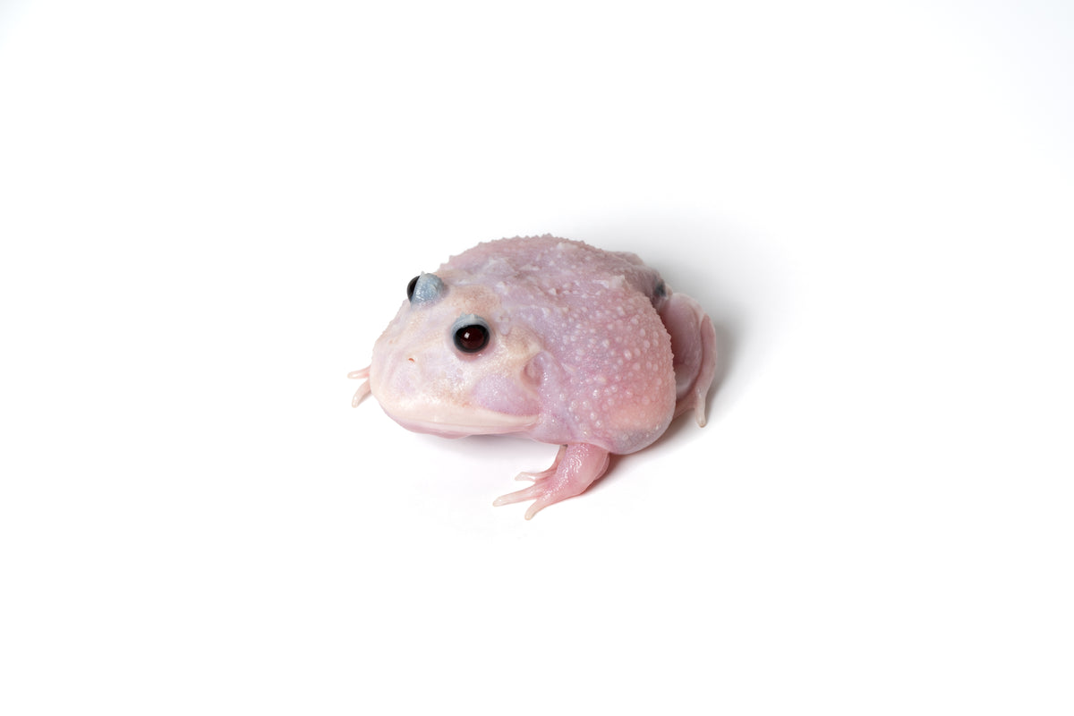 Pac-man Frog