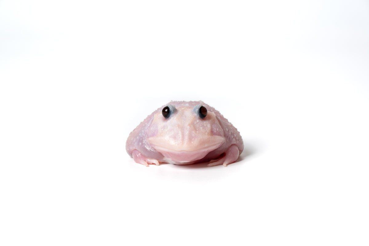 Pac-man Frog