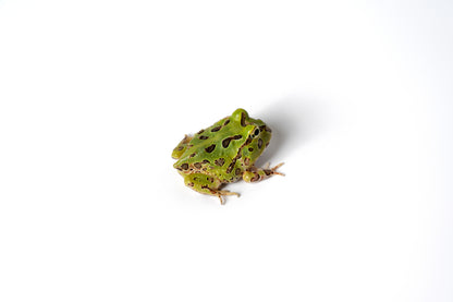 Pacific Horned Frog