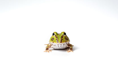Pacific Horned Frog