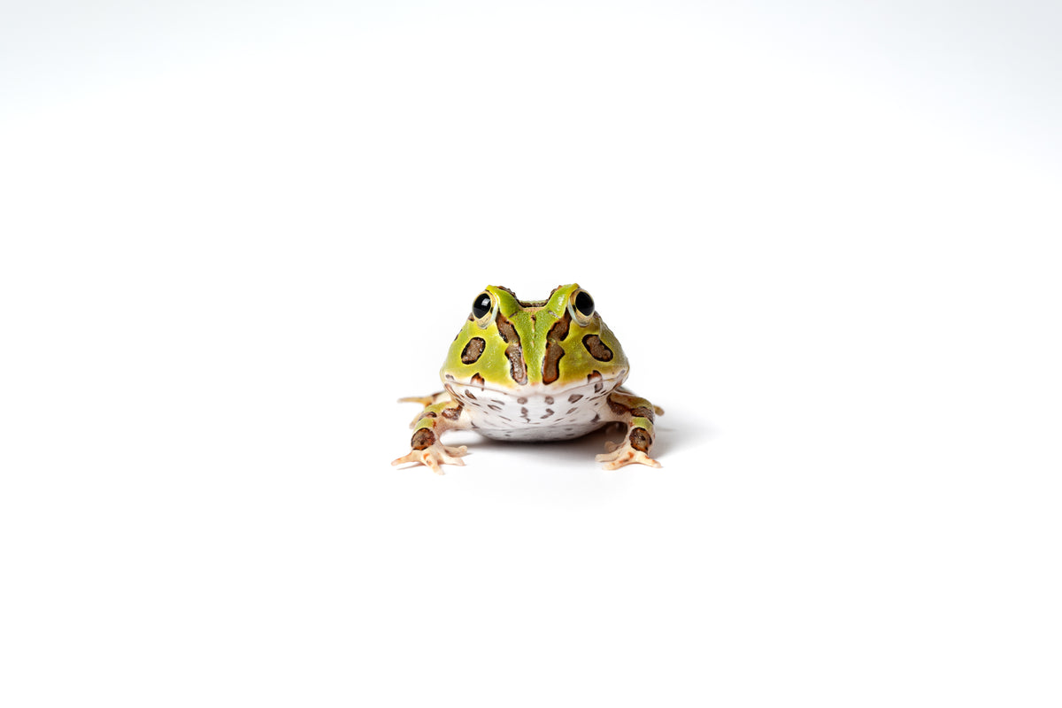 Pacific Horned Frog