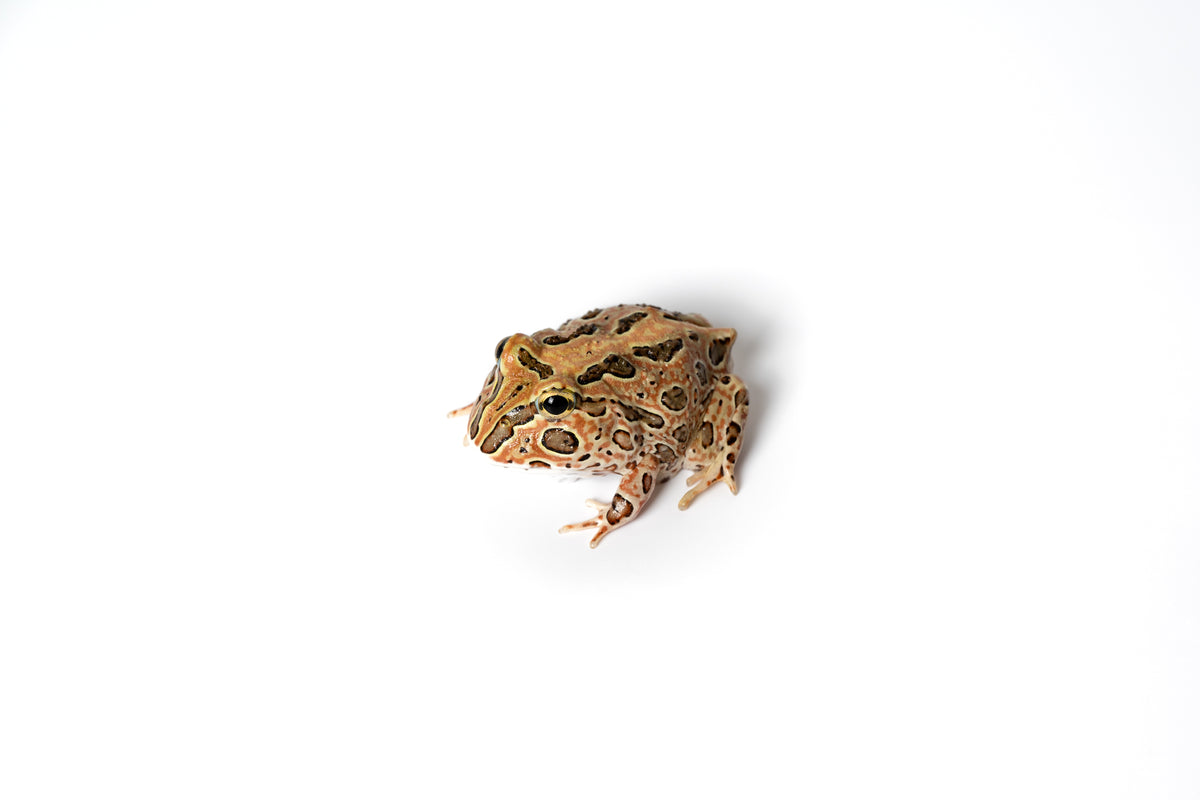 Pacific Horned Frog