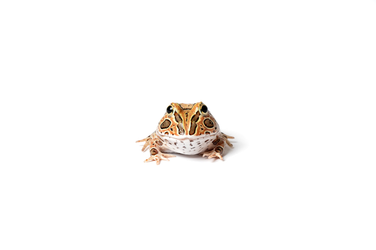 Pacific Horned Frog