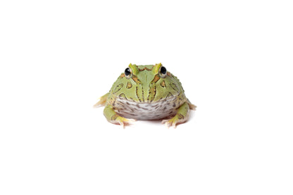 Pac-man Frog