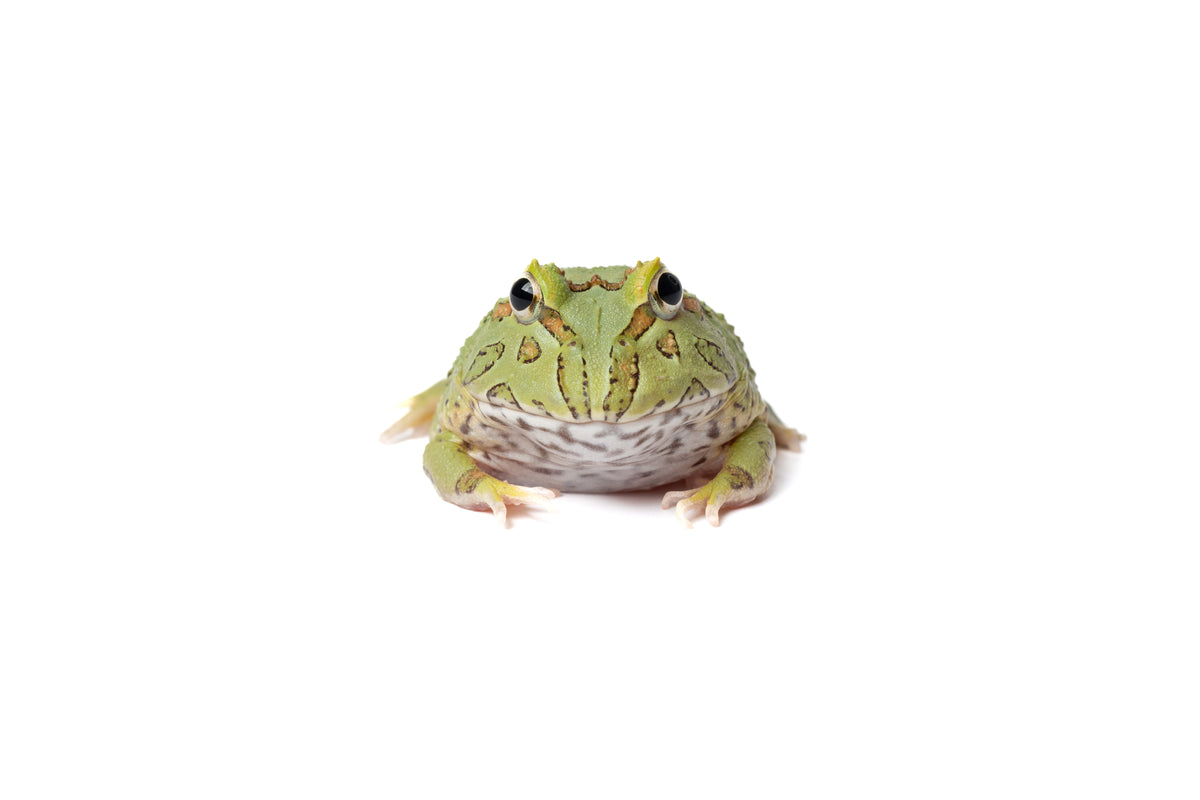 Pac-man Frog