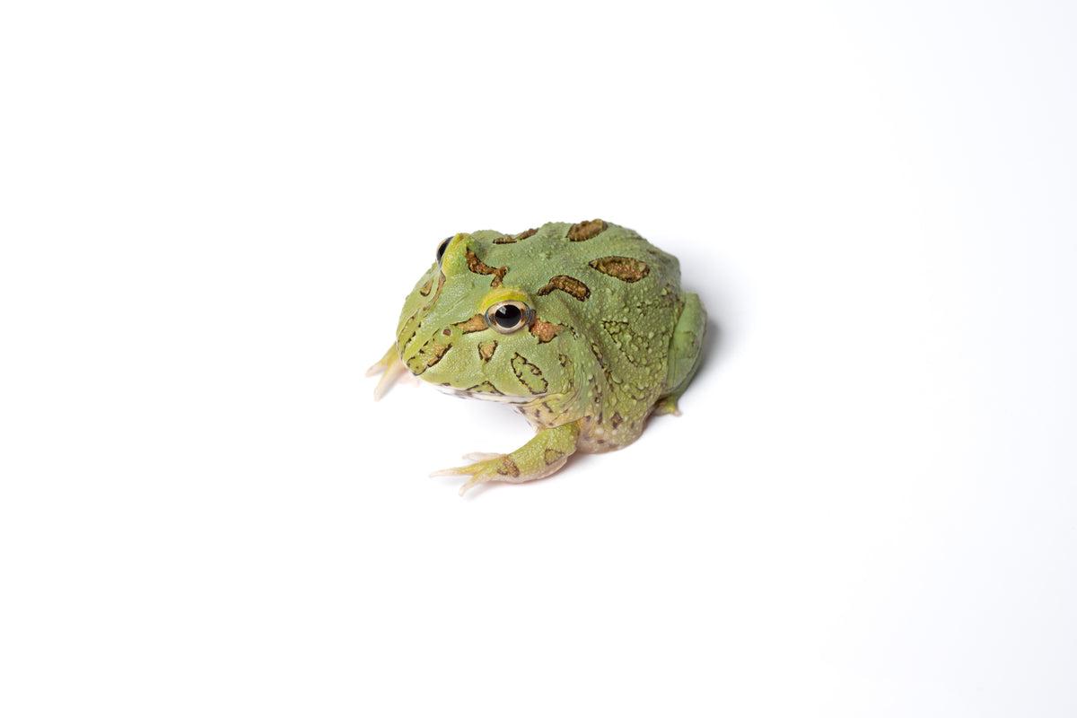 Pac-man Frog