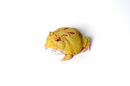 Pac-man Frog