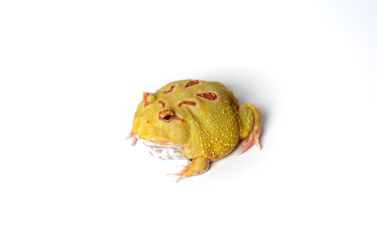 Pac-man Frog