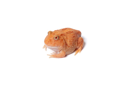Pac-man Frog