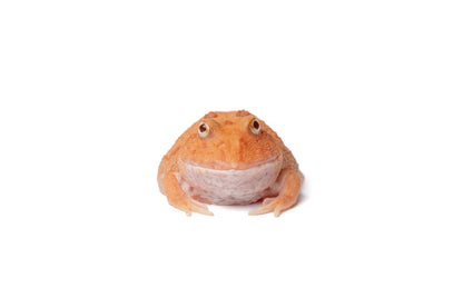 Pac-man Frog