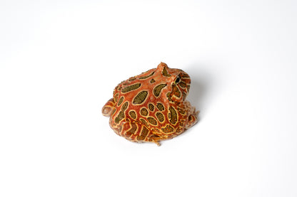 Pac-man Frog