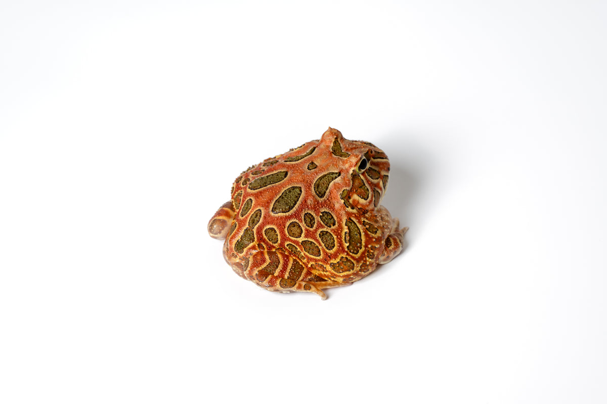 Pac-man Frog