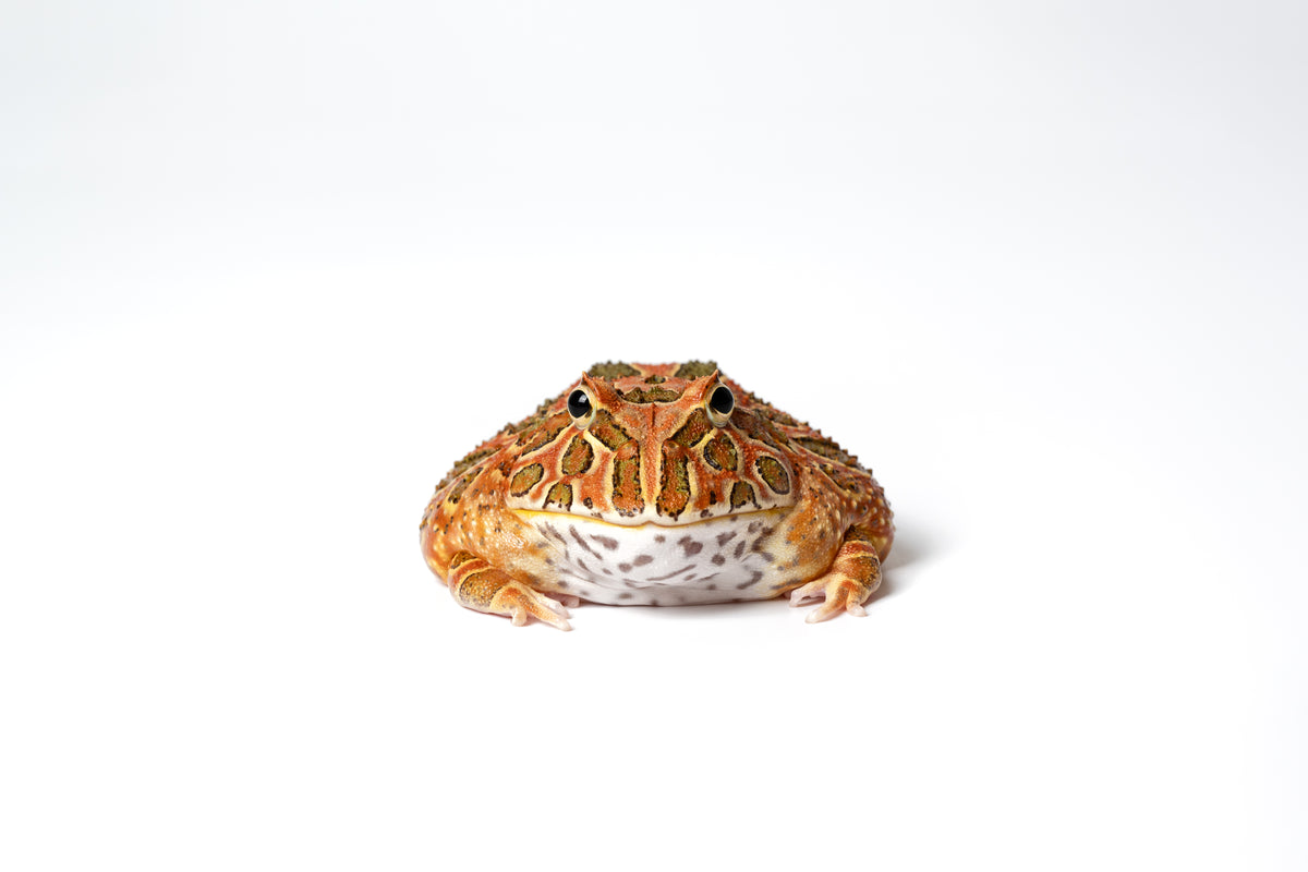 Pac-man Frog