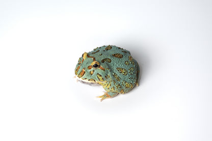 Pac-man Frog