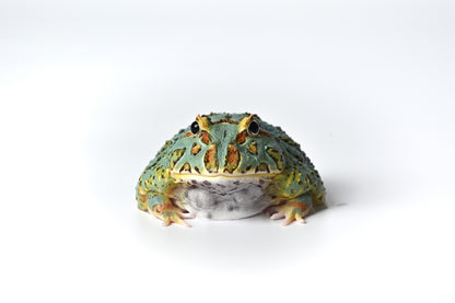 Pac-man Frog
