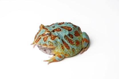 Pac-man Frog
