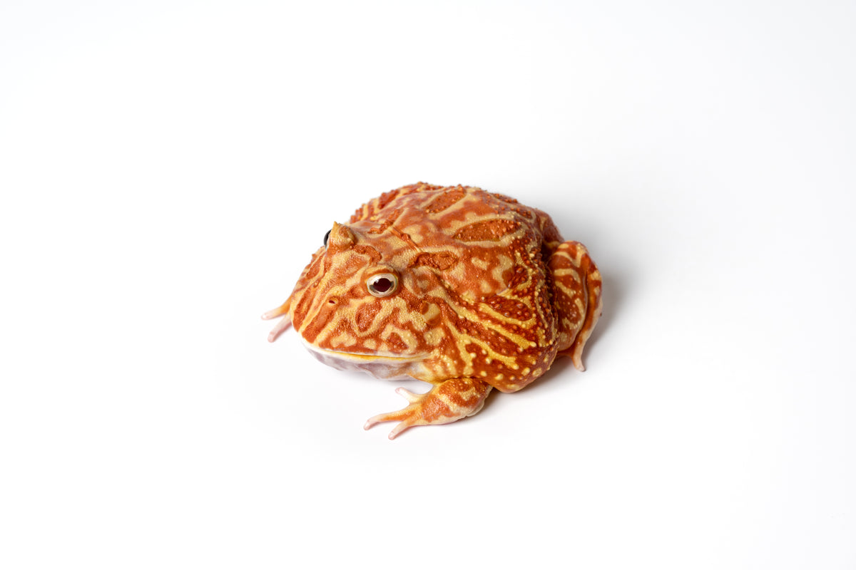 Pac-man Frog