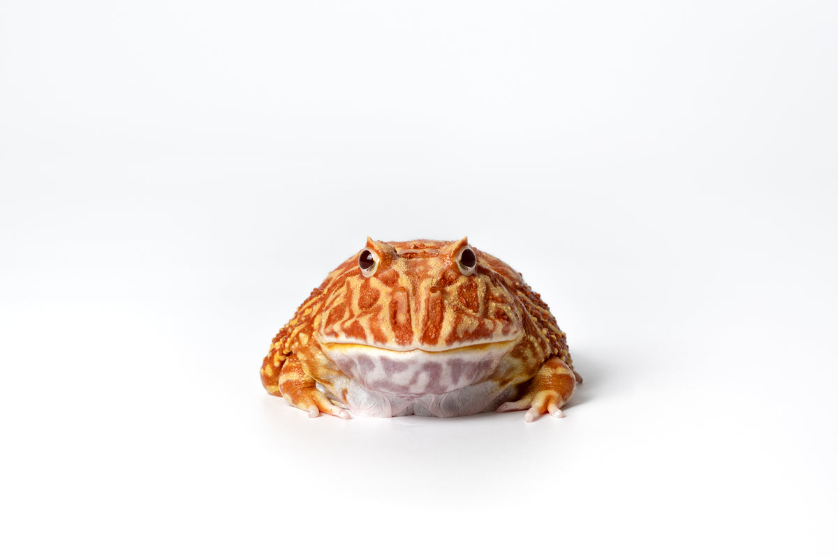 Pac-man Frog