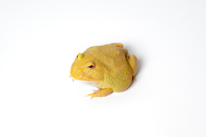 Pac-man Frog
