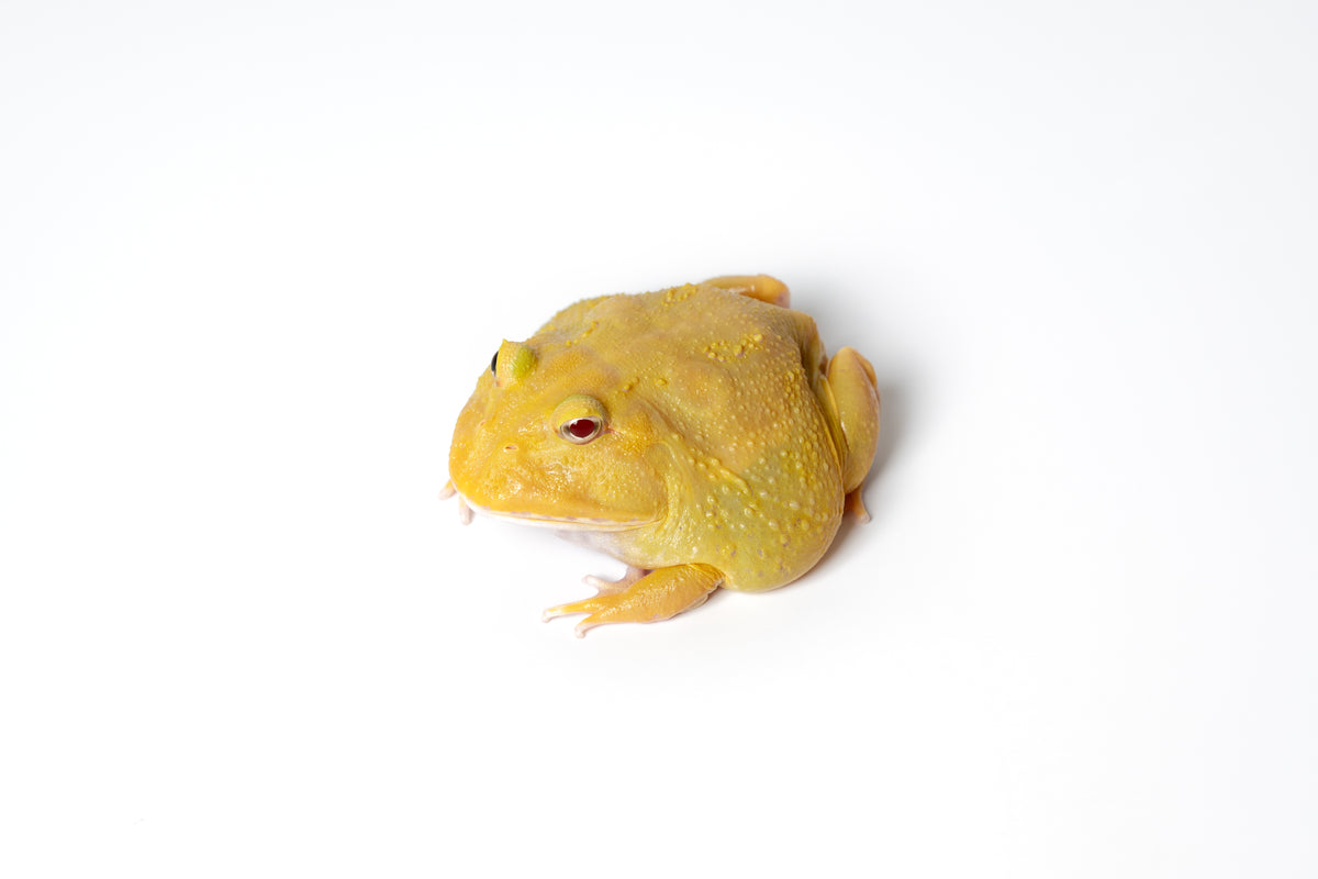 Pac-man Frog