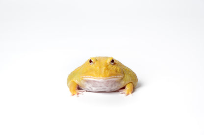 Pac-man Frog