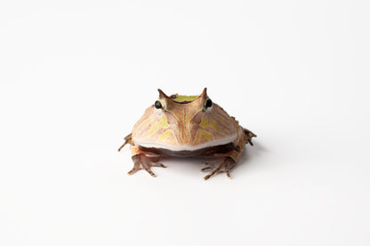 Pac-man Frog