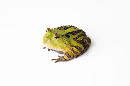 Pac-man Frog