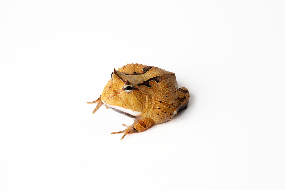 Pac-man Frog