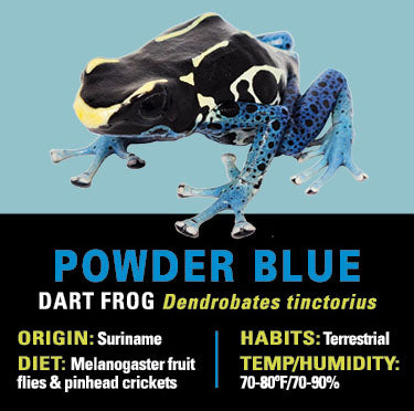 GRAB N GO KIT: Dart Frog - POWDER BLUE