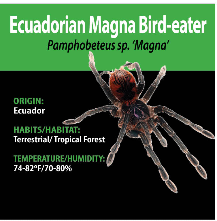 TERRESTRIAL GRAB N GO KIT: Pamphobeteus sp. 'Magna' (Ecuadorian Magna Bird-eater) 1.5"+