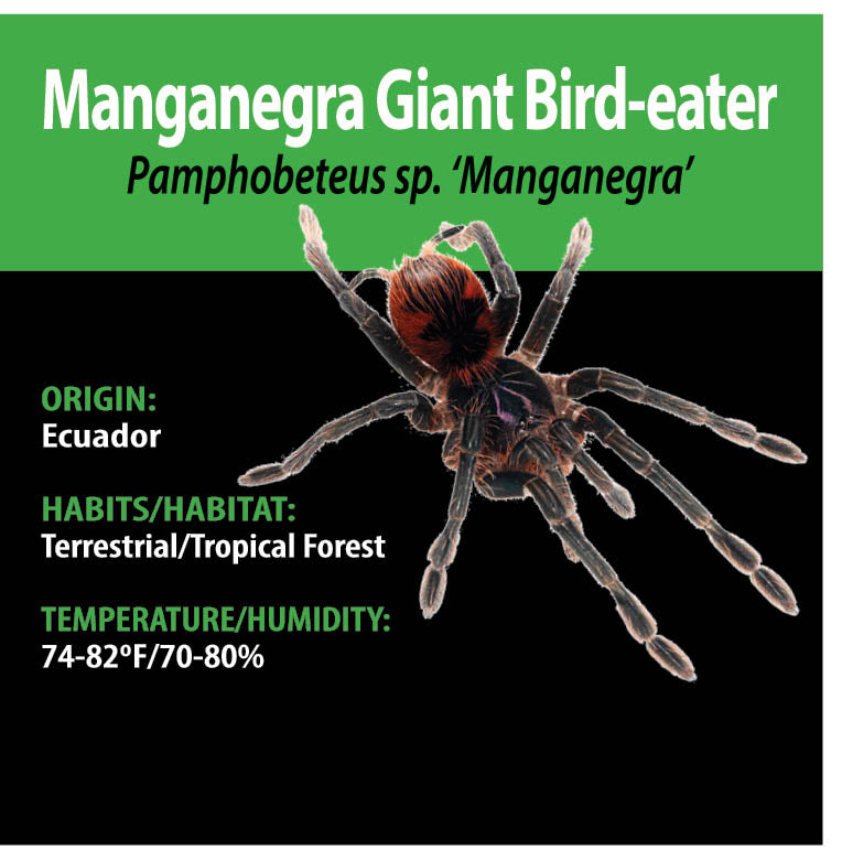 TERRESTRIAL GRAB N GO KIT: Pamphobeteus sp. 'Manganegra' (Manganegra Giant Bird-eater) 1.5"+