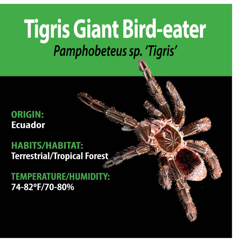 TERRESTRIAL GRAB N GO KIT: Pamphobeteus sp. 'Tigris' (Tigris Giant Bird-eater) 1.5"+