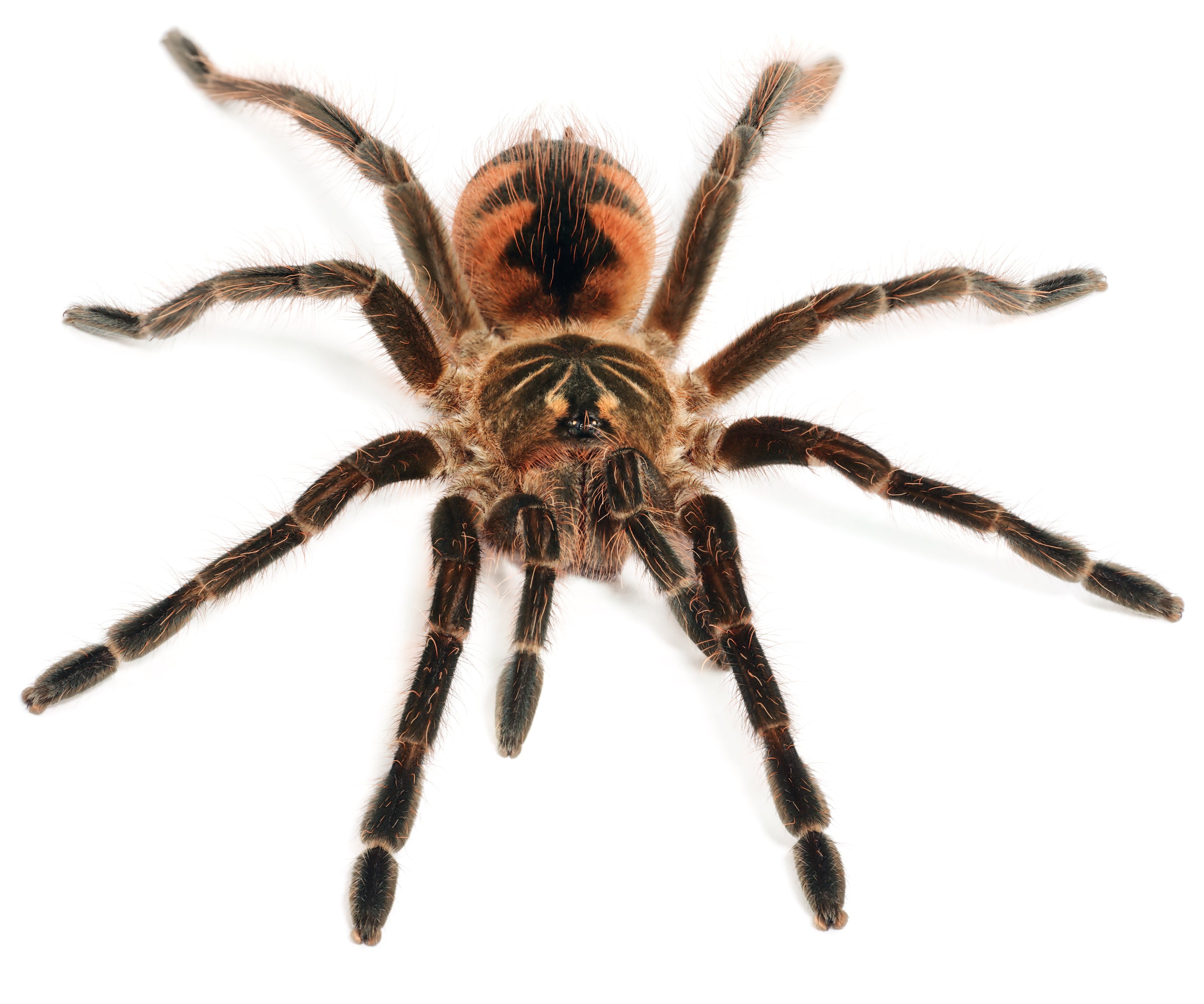 Pamphobeteus sp 'Platyomma' (Brazilian Pink Bloom) Tarantula