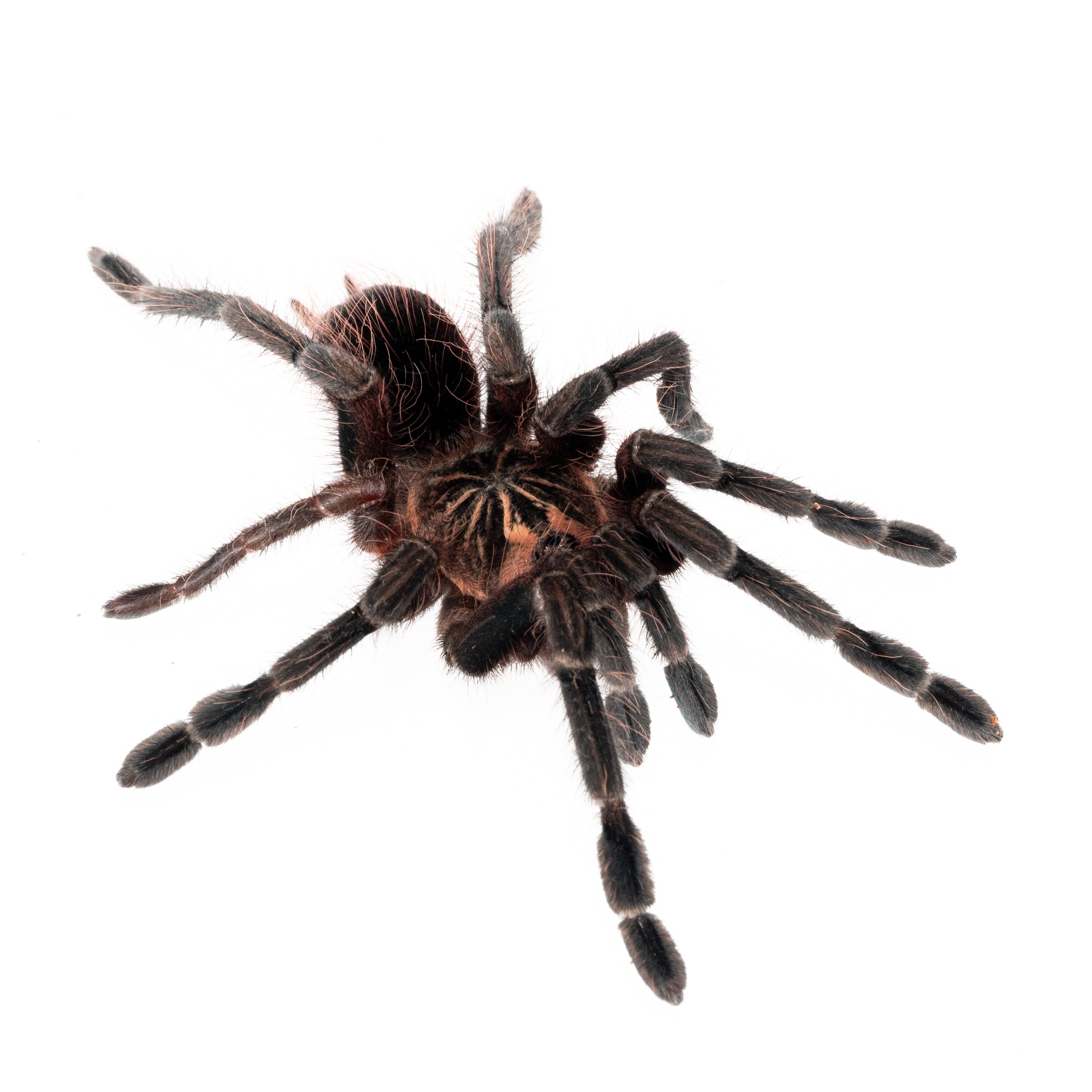 Pamphobeteus sp. 'Duran' (Duran Giant Bird-eater) 2"