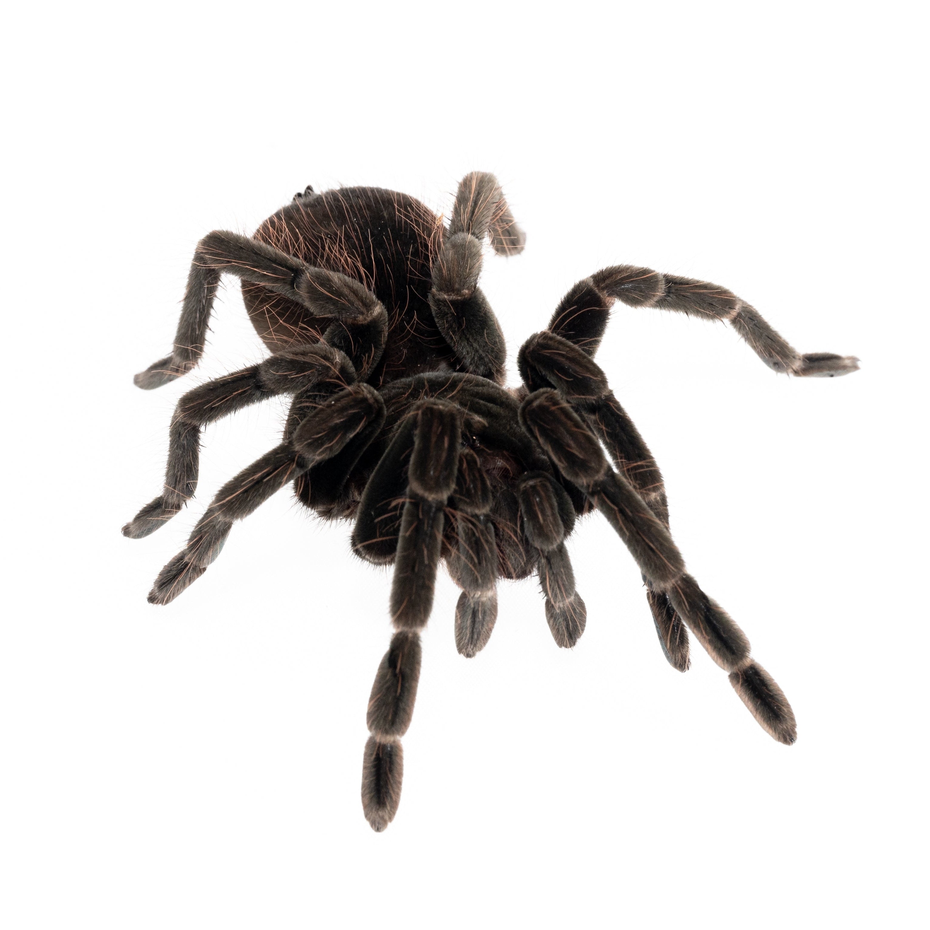 Pamphobeteus sp. 'Manganegra' (マンガネグラオオオオハナインコ) 1"