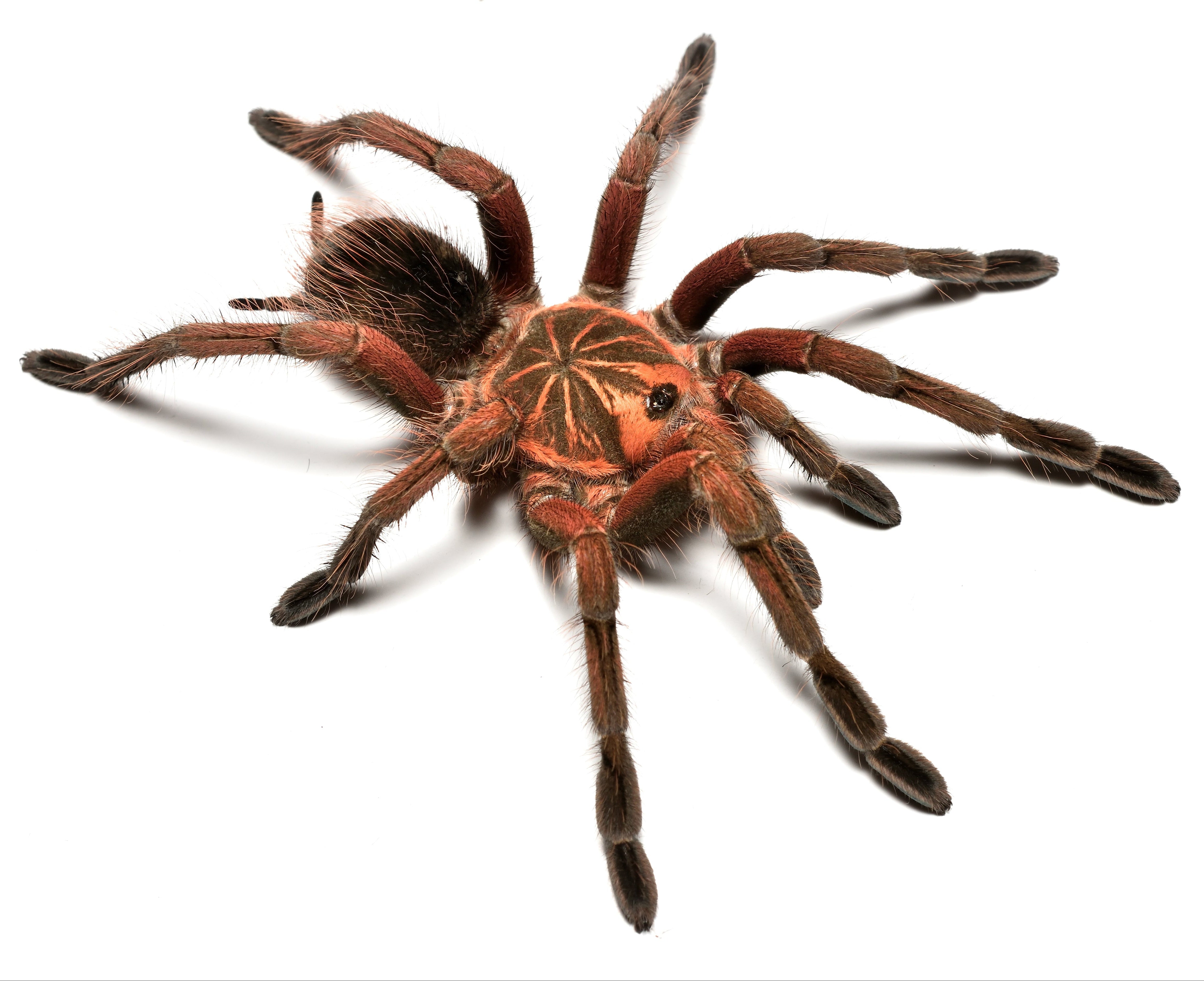 Pamphobeteus vespertinus (Ecuadorian Red Bloom)