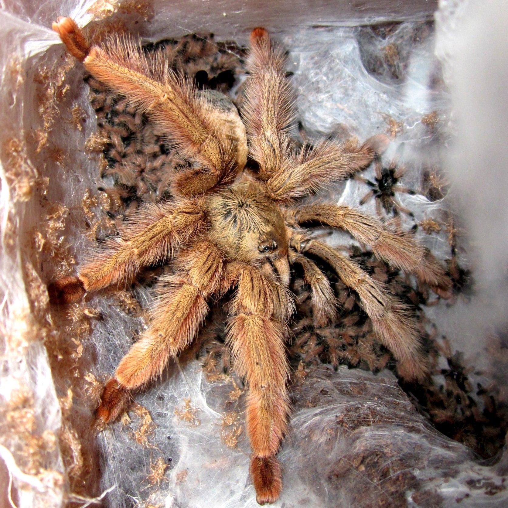 Psalmopoeus pulcher (Panamanian Blonde) Tarantula