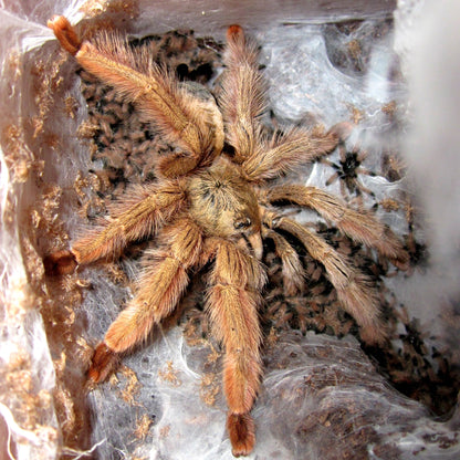 ARBOREAL GRAB N GO KIT: Psalmopoeus pulcher (Panamanian Blonde) 1.5"+