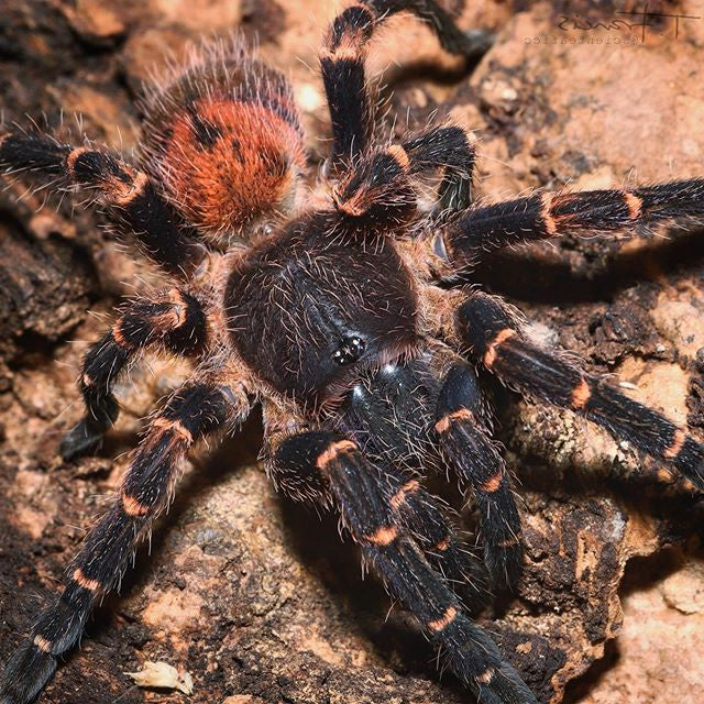 Neischnocolus sp. 'Panama' (パナマ ゴールドバンド サンバースト ドワーフ) .25"