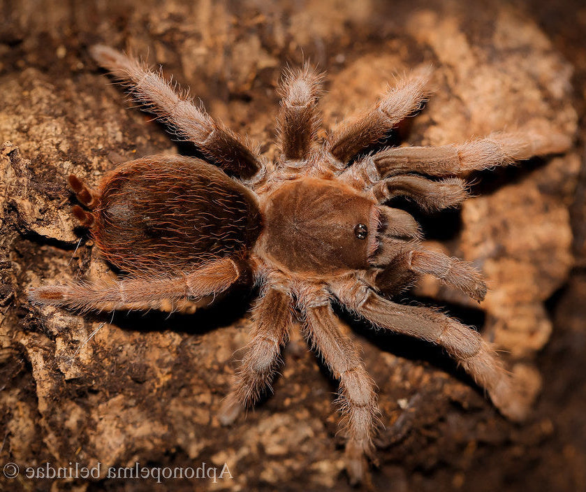 アフォノペルマ ベリンダエ (パナマゴールド) 0.5"