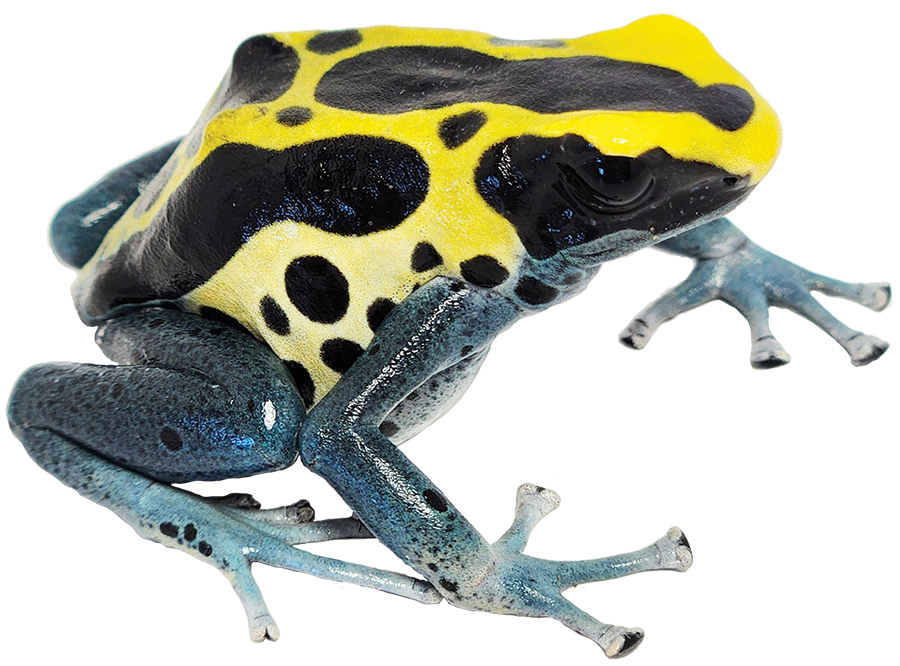 Dart Frog PATRICIA