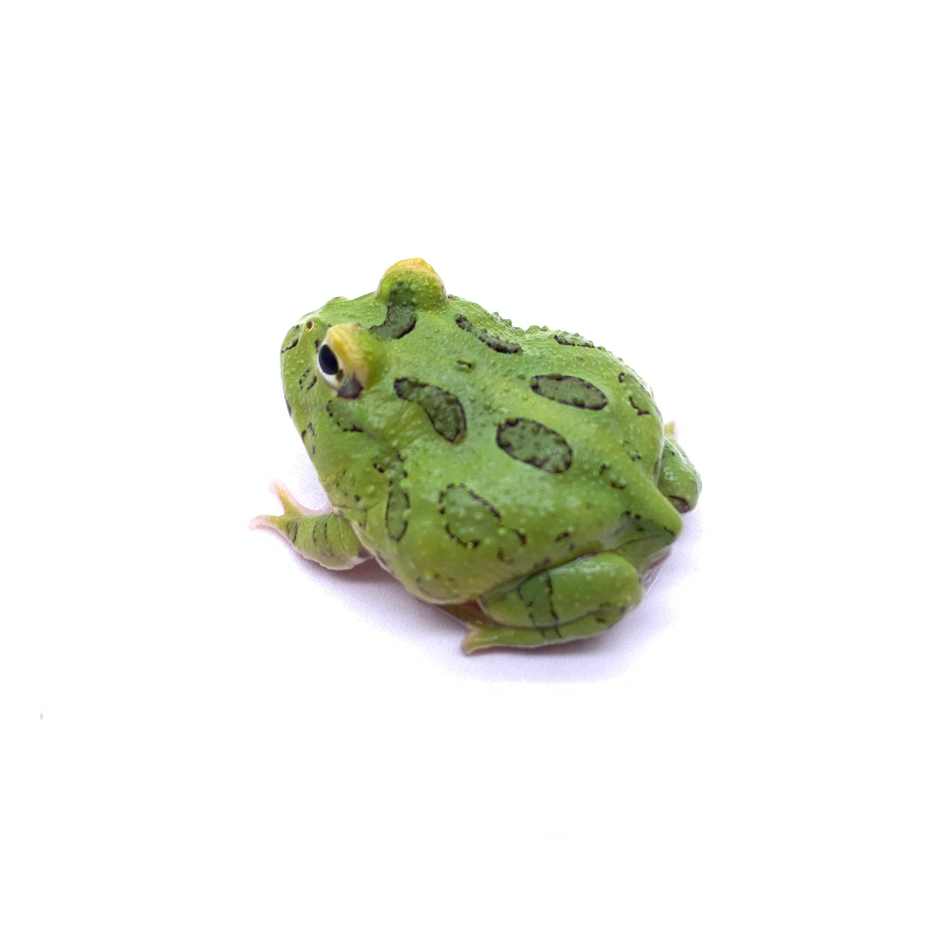 Pac-man Frog PEPPERMINT