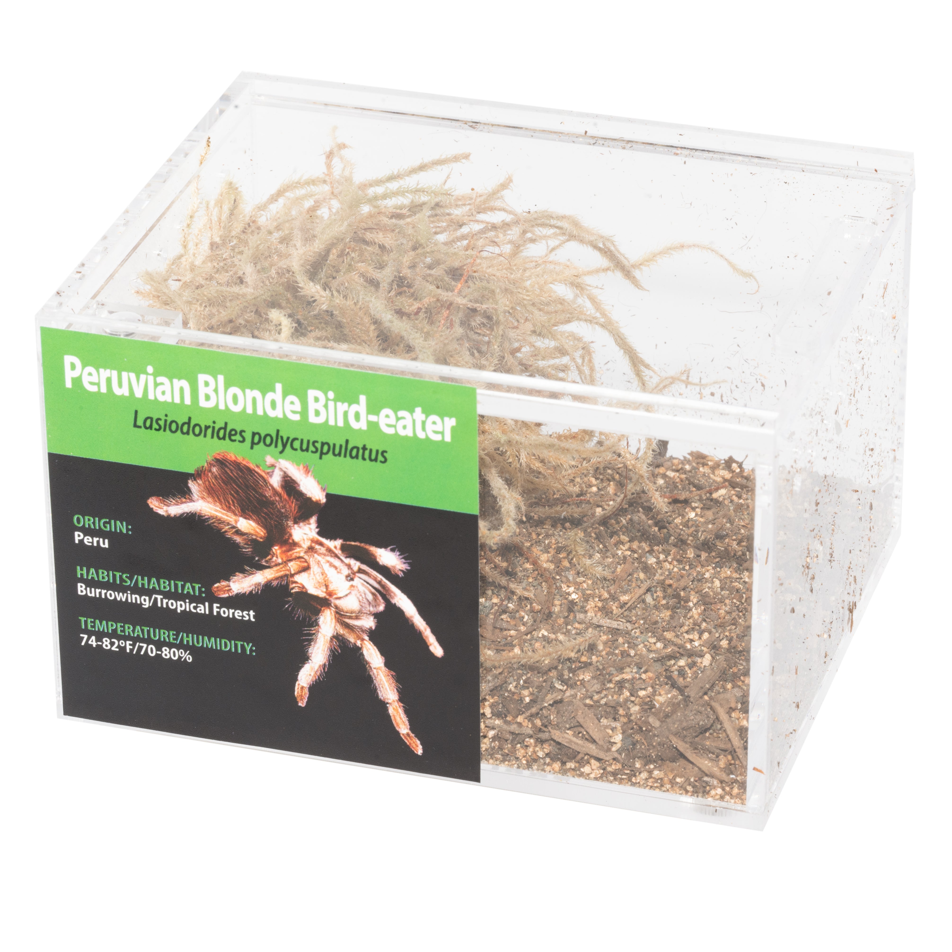 KIT PARA LLEVAR: Lasiodorides polycuspulatus (Aves rubias peruanas)